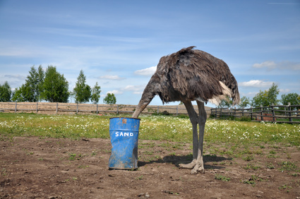 African ostrich hiding its head in the sand