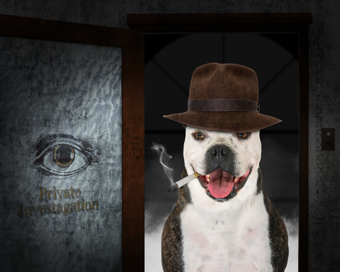 dog dressed as private investigator